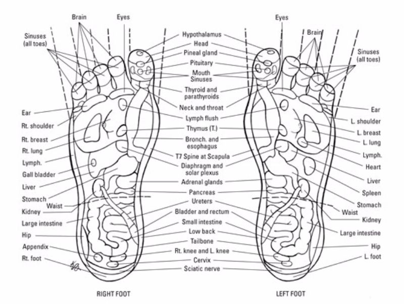Blank Foot Charts For Reflexology