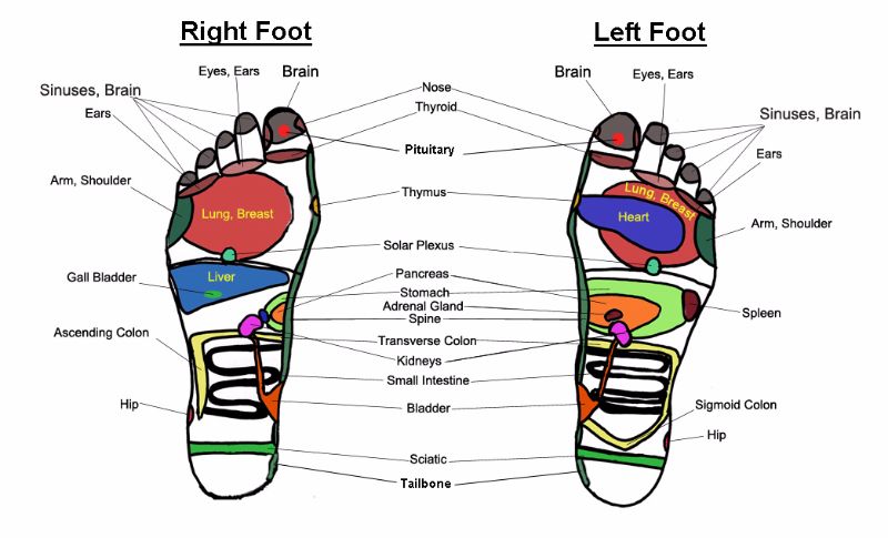 Itec Reflexology Blank Foot Chart