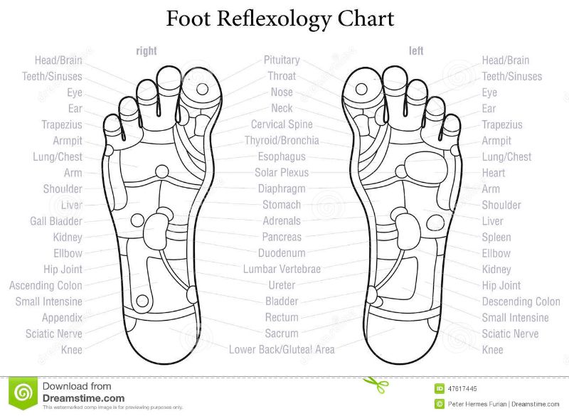 Itec Reflexology Blank Foot Chart