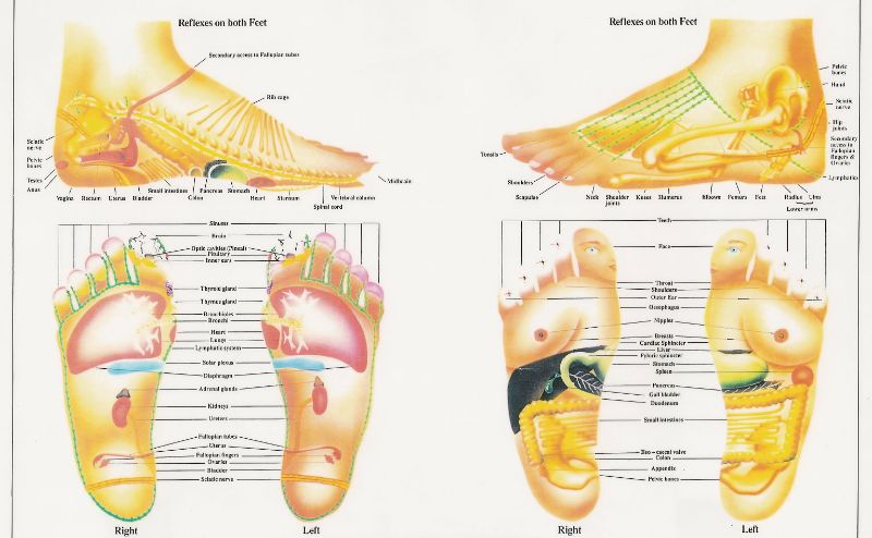 Left Foot Organ Chart