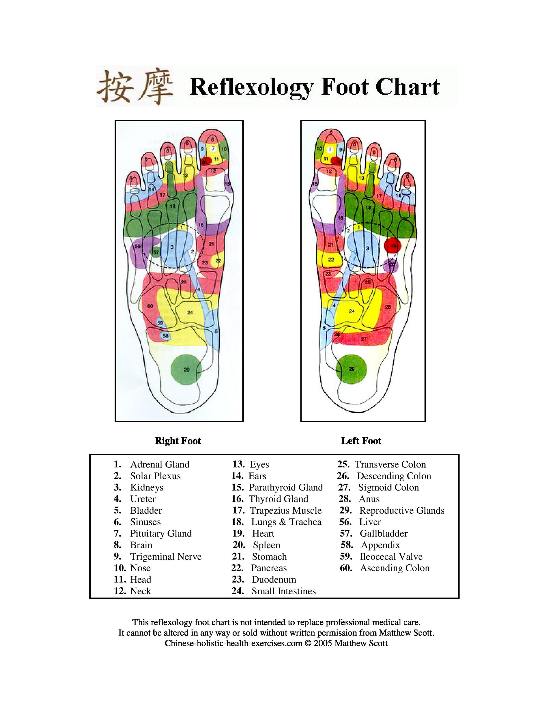 31 Printable Foot Reflexology Charts Maps ᐅ TemplateLab