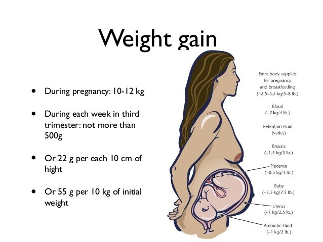 Pregnancy Time Baby Growth Chart