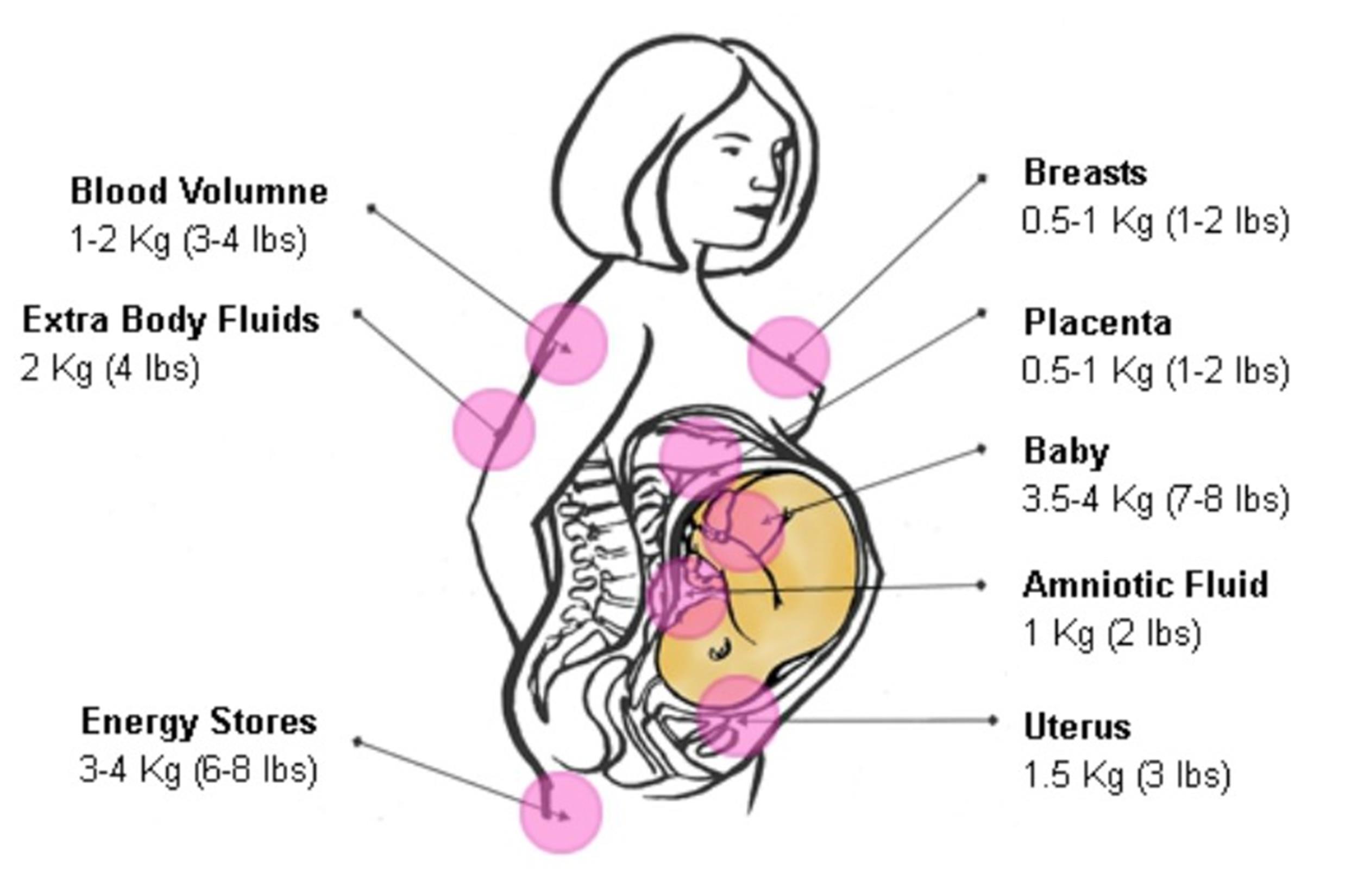 Baby Weight Chart During Pregnancy