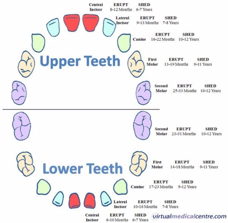 Infant Teething Chart