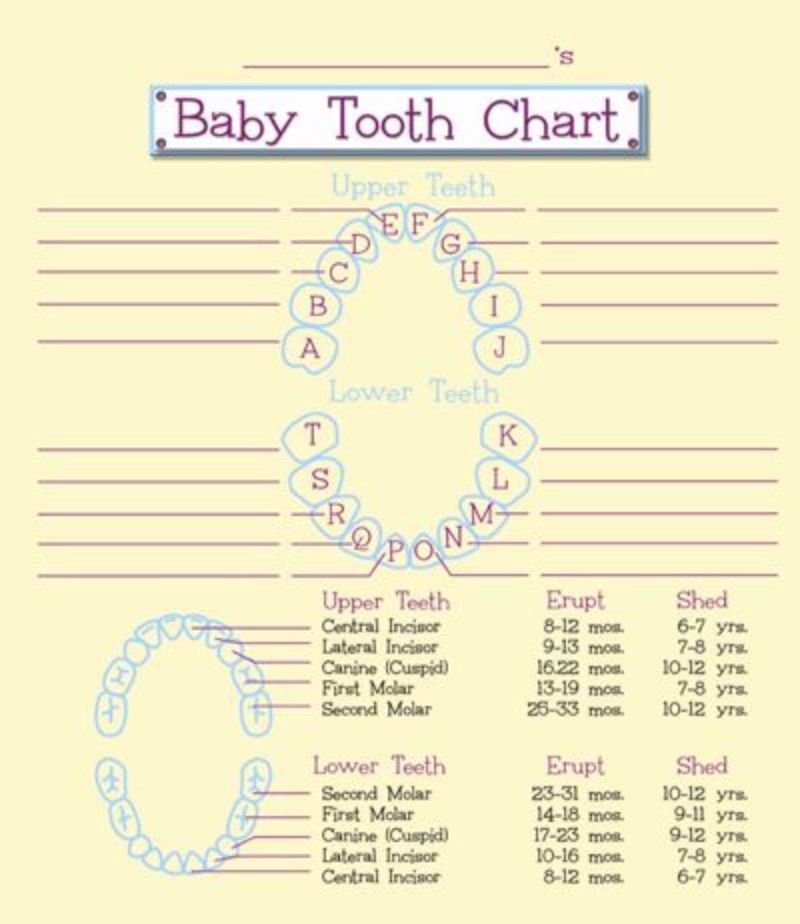 38 Printable Baby Teeth Charts Timelines TemplateLab