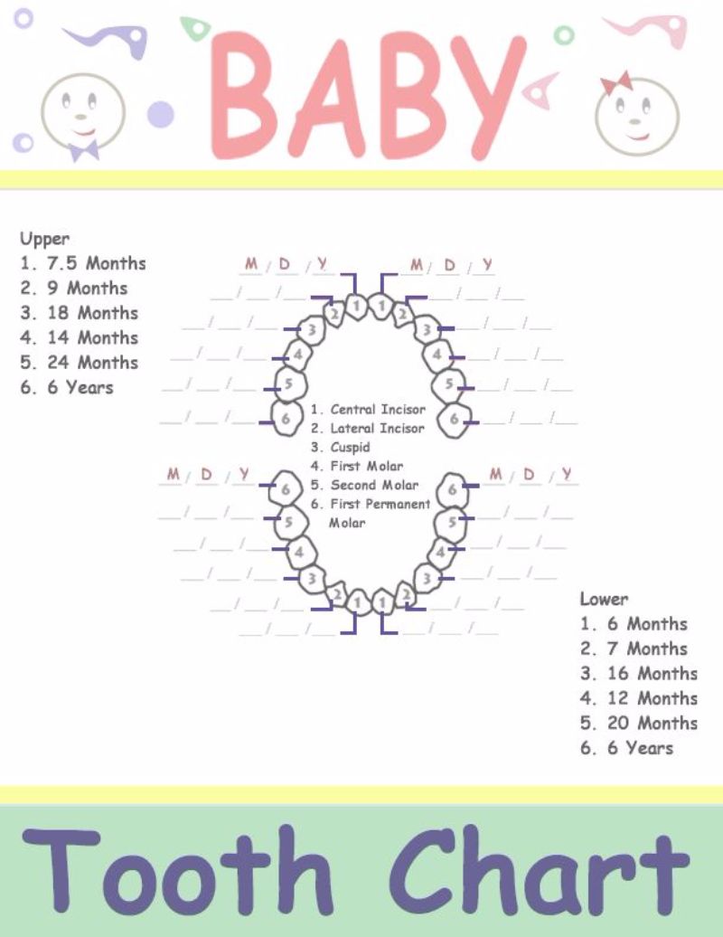 Baby Teething Chart Numbers