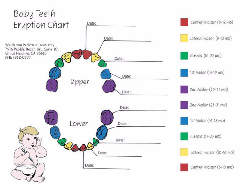 Teeth Layout Chart
