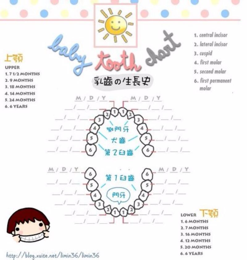 Baby Teeth Chart Alphabet