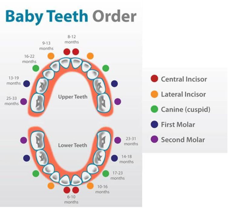Infant Teeth Growing Chart
