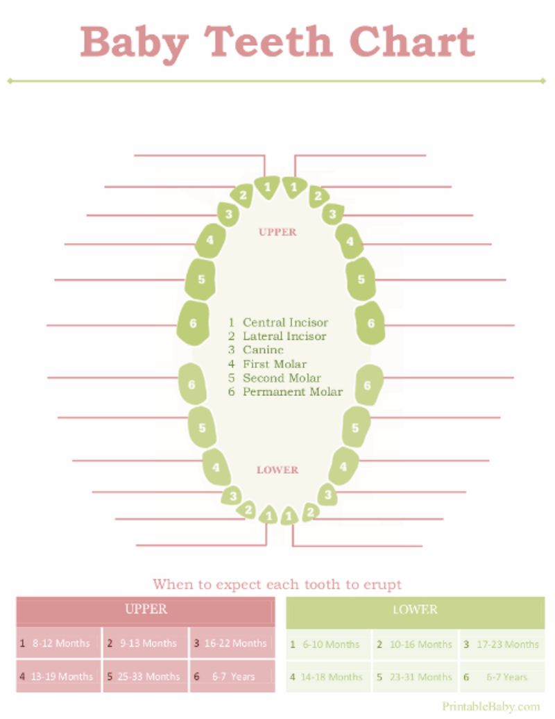 Baby Teeth Time Chart