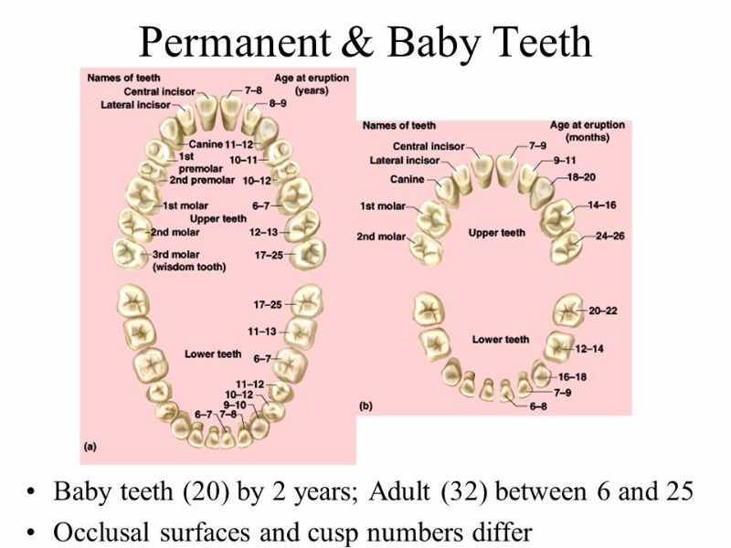 Primary Teeth Chart