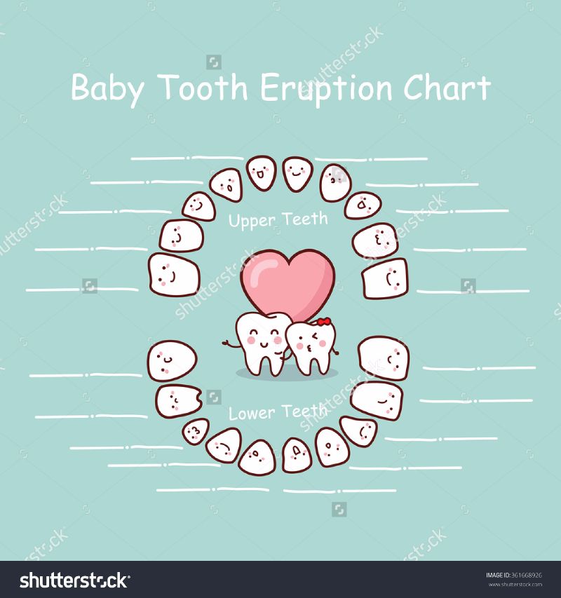 38 Printable Baby Teeth Charts & Timelines ᐅ Template Lab