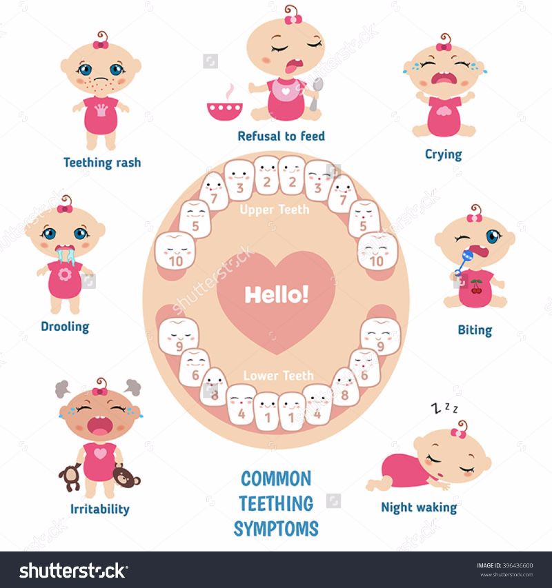 When Do Baby Teeth Come Out Chart