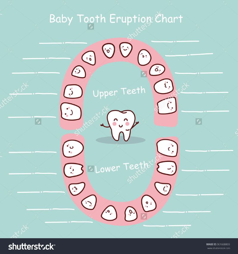 Tooth Loss Chart Printable