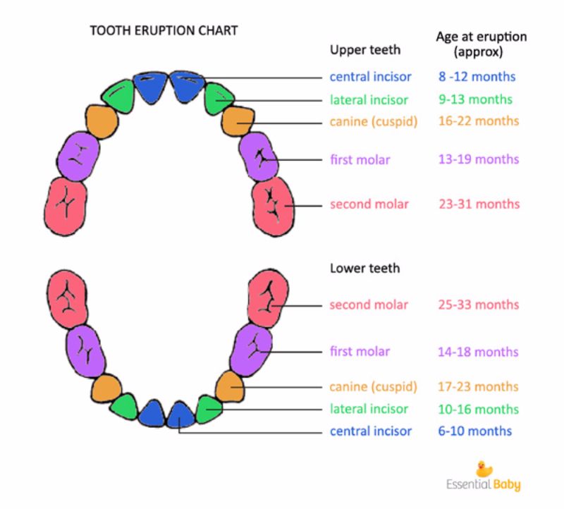 Infant Teeth Growing Chart