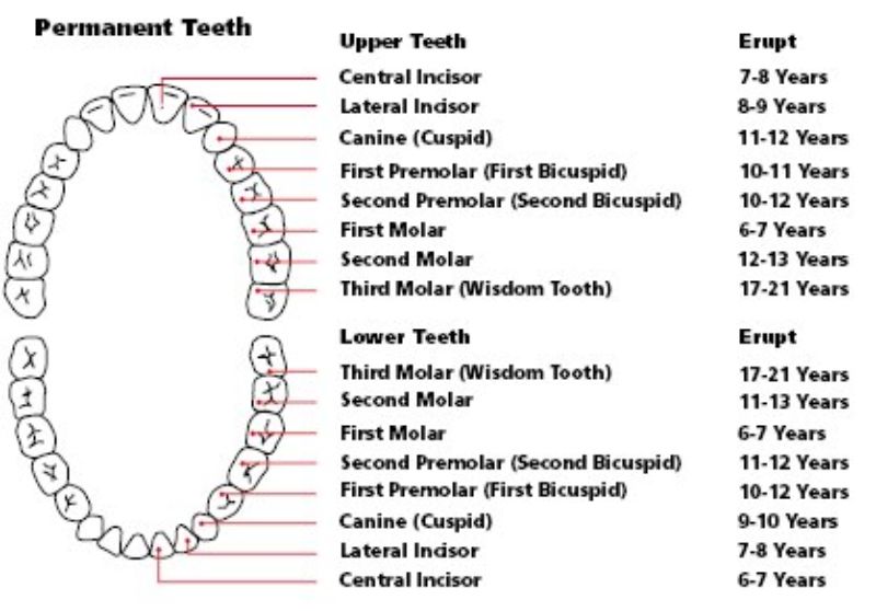Secondary Teeth Eruption Chart