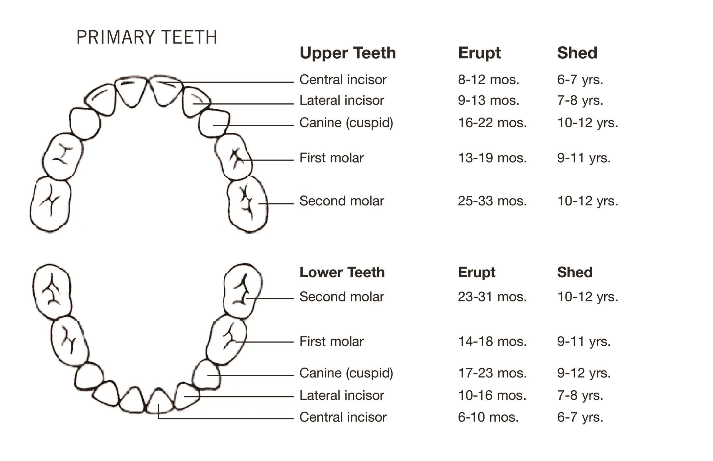 38 Printable Baby Teeth Charts & Timelines ᐅ Template Lab