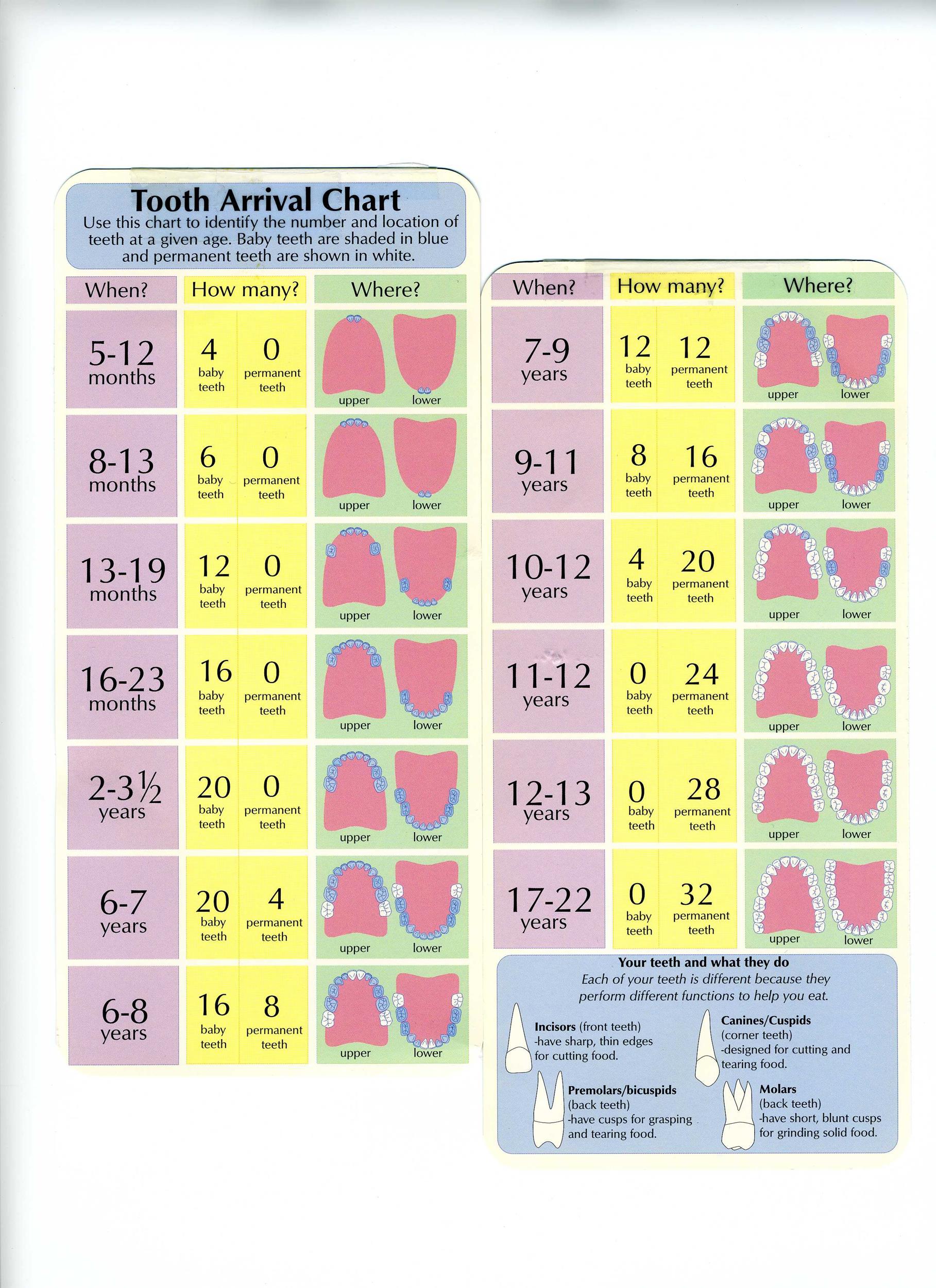 16 Month Baby Food Chart