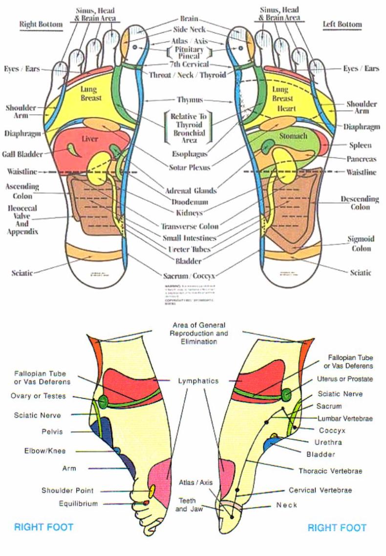31 Printable Foot Reflexology Charts & Maps ᐅ TemplateLab