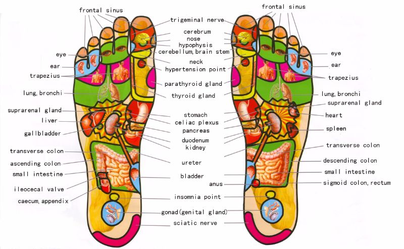 Gratis voetreflexologie grafiek 07