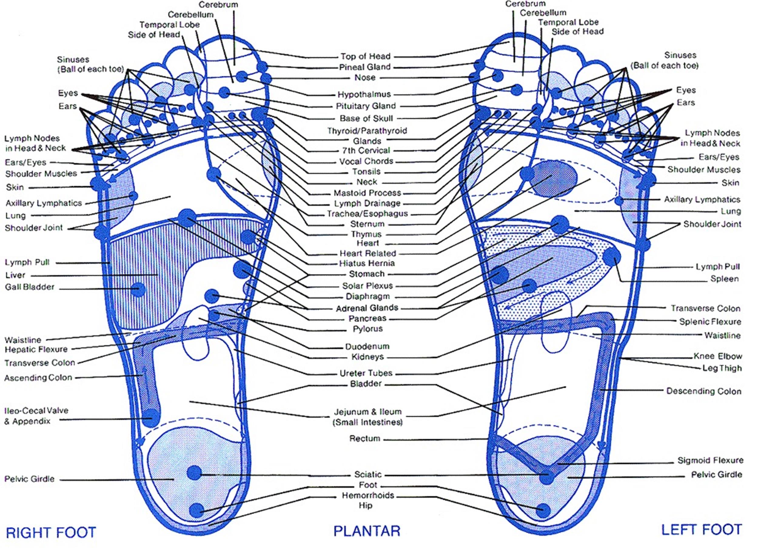 Ingyenes láb reflexológia diagram 08