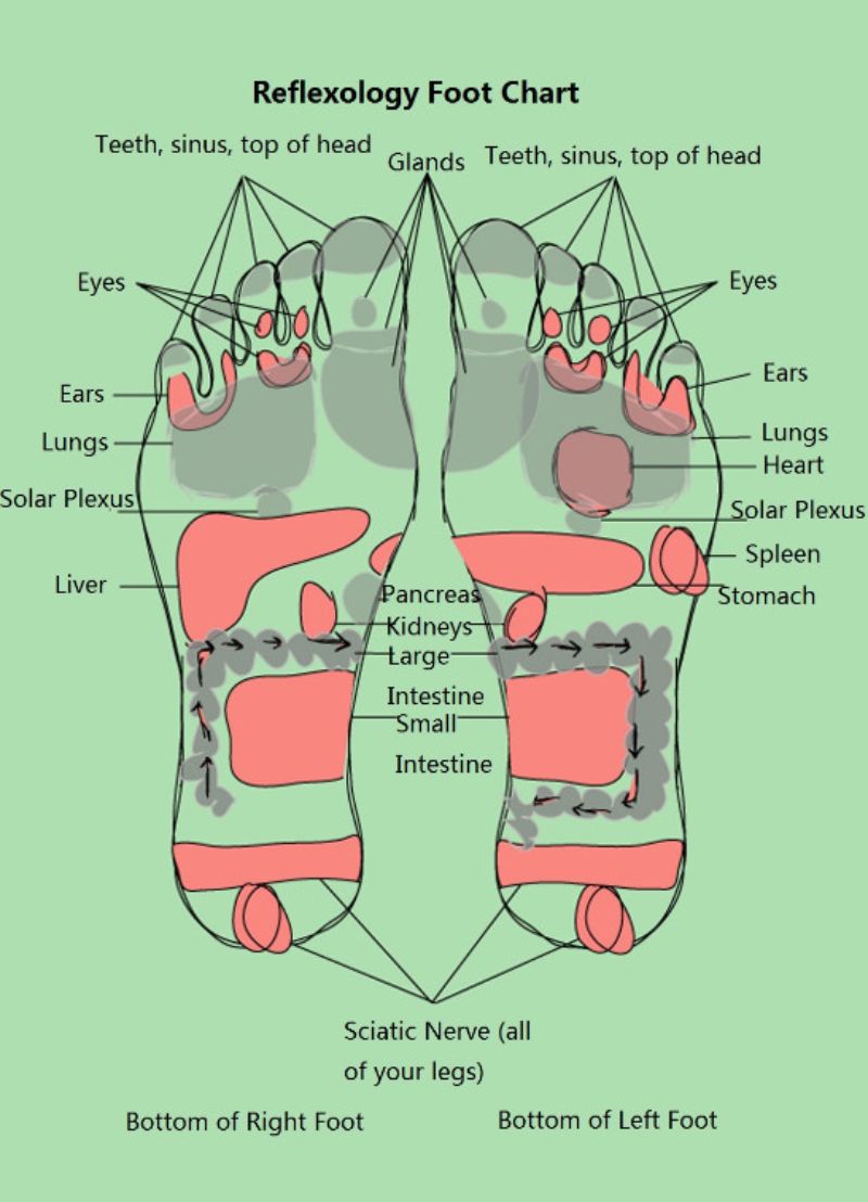 Reflexology Foot Chart Back