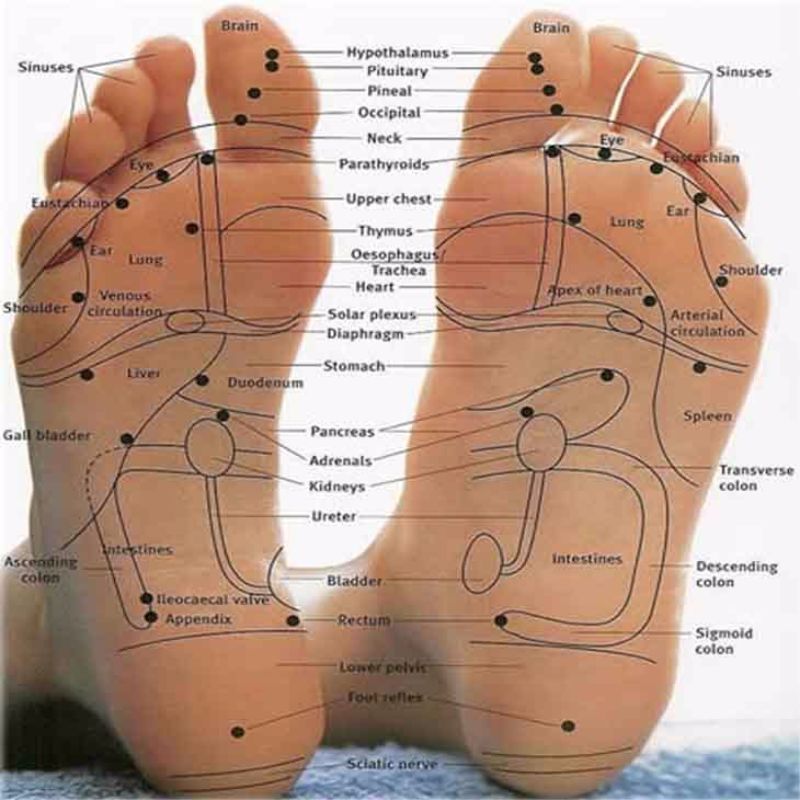 reflexoterapie picior liber diagramă 18
