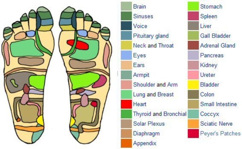 Gratis voetreflexologie grafiek 29