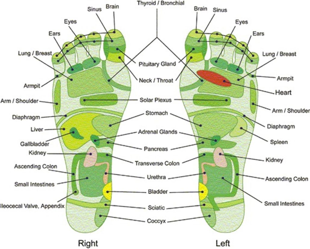 Foot Reflex Zone Chart