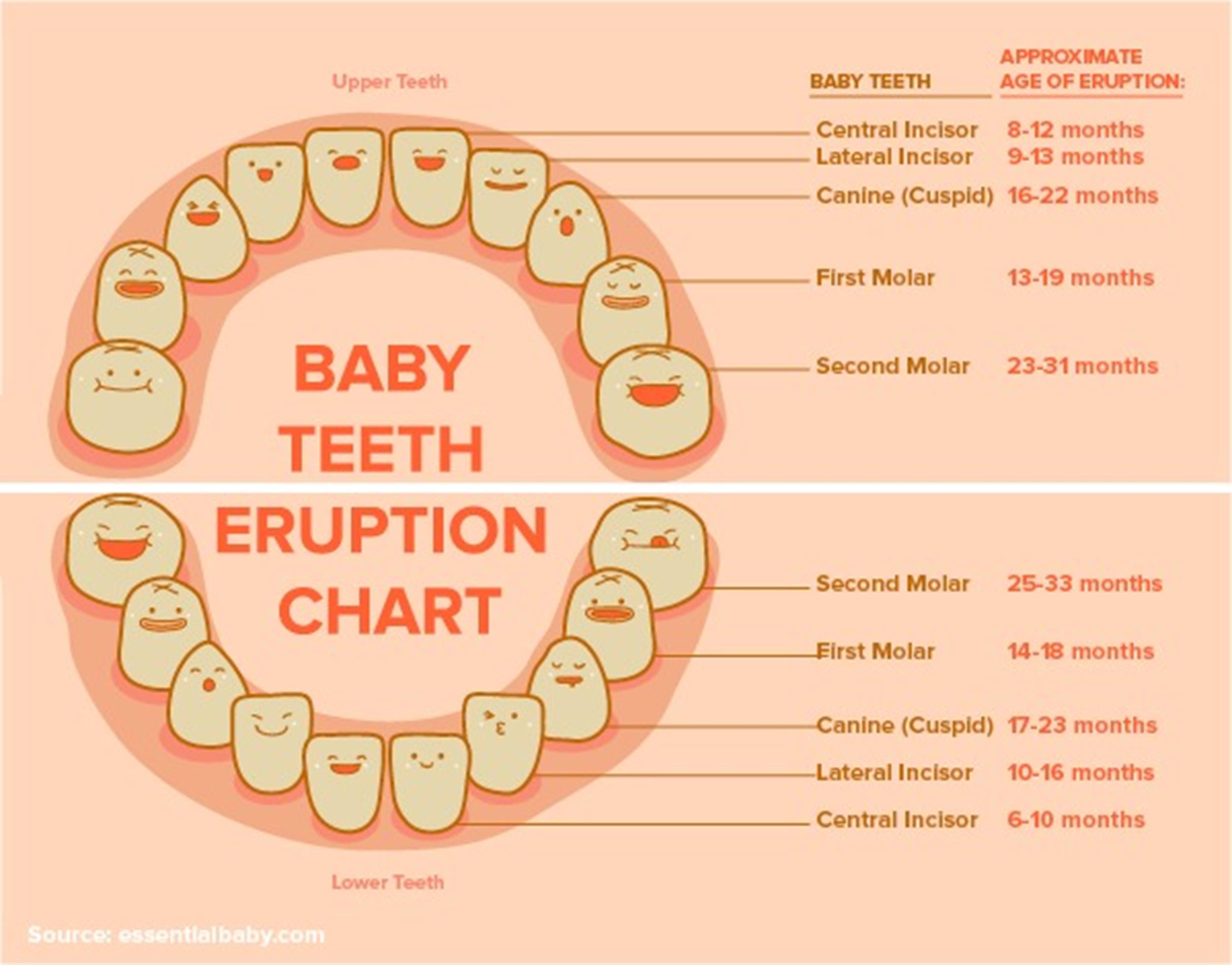 38 Printable Baby Teeth Charts & Timelines Template Lab