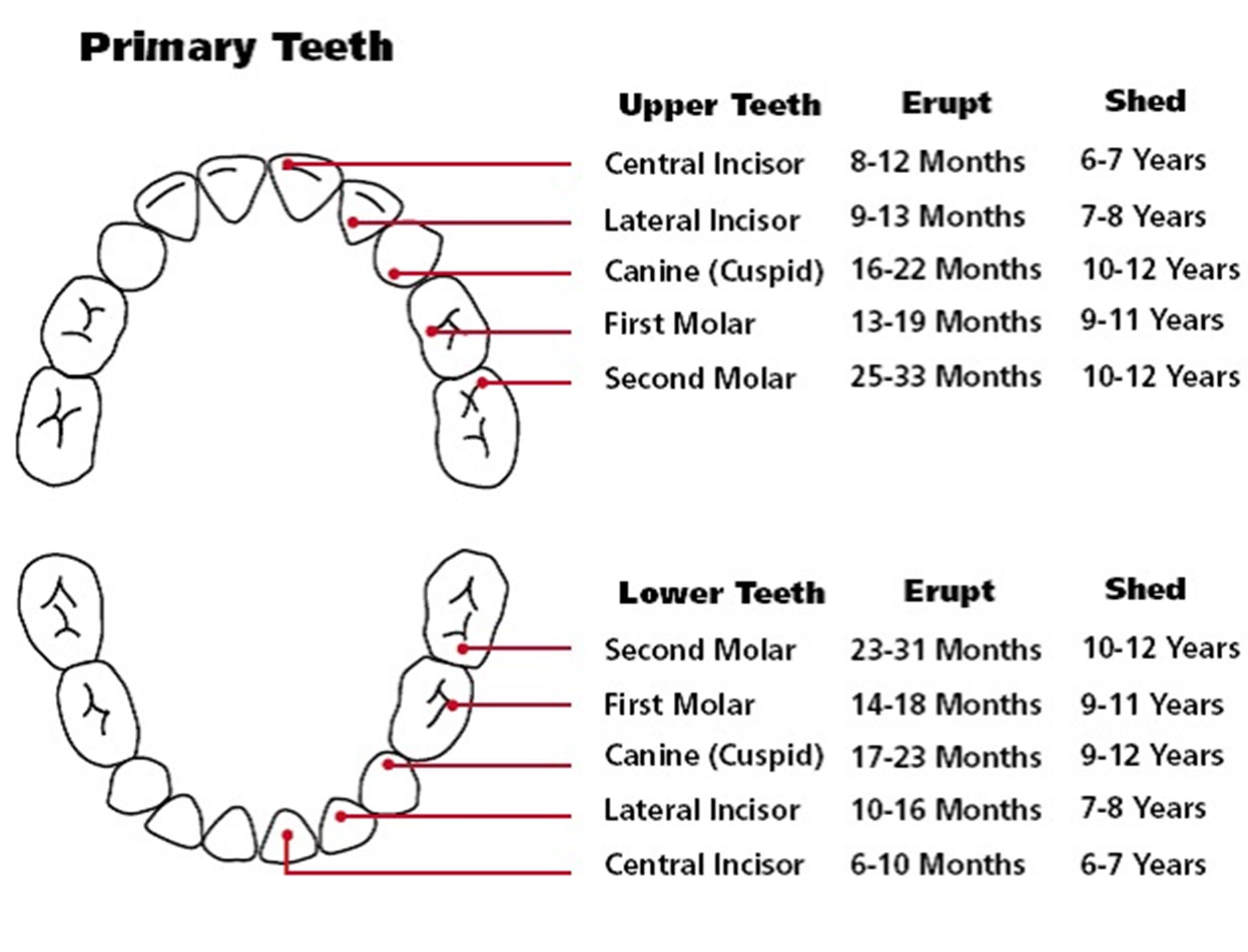 Baby Teeth Names And Numbers