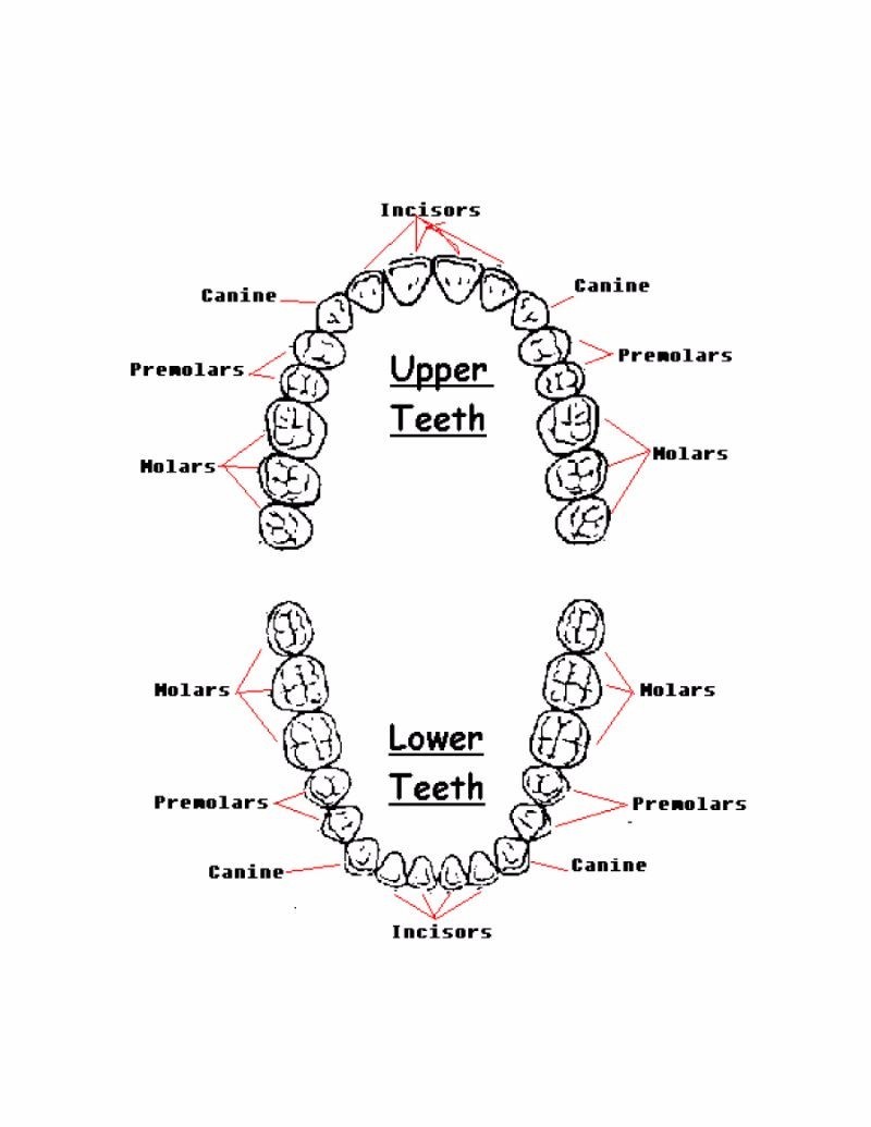 38 Printable Baby Teeth Charts & Timelines ᐅ TemplateLab baby gums diagram 