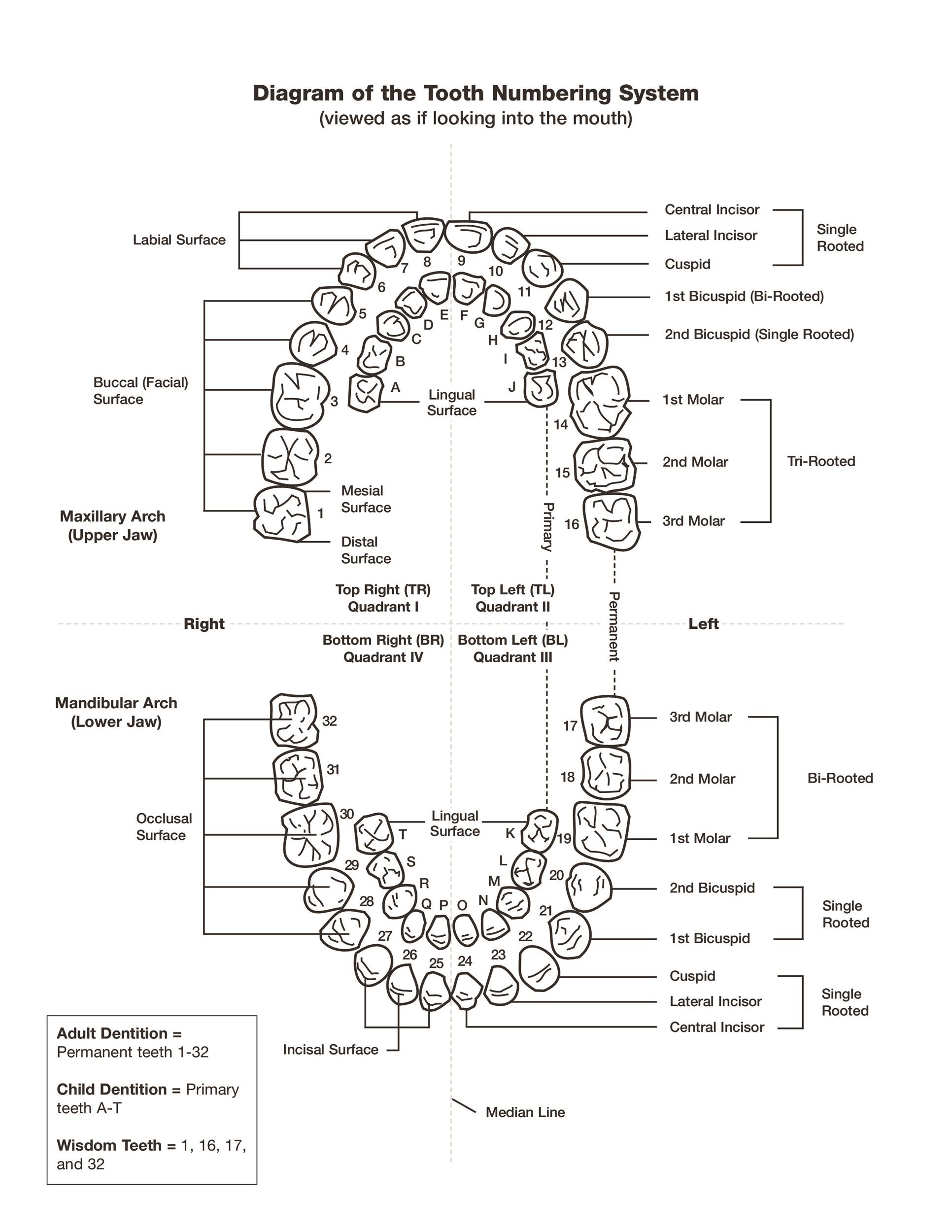 Human Teeth Chart By Numbers