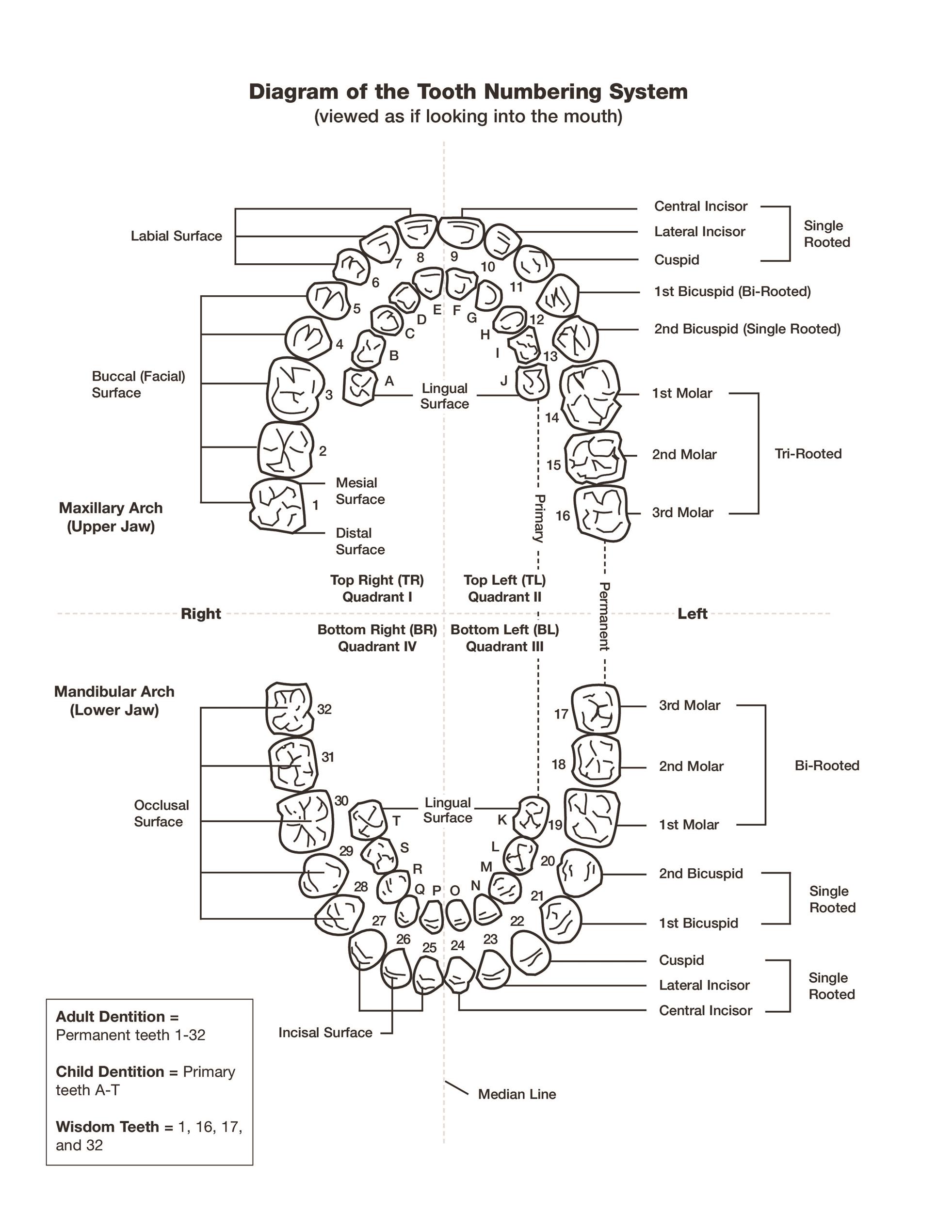 38 Printable Baby Teeth Charts & Timelines ᐅ TemplateLab