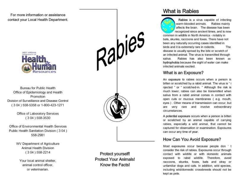 50 FREE Pamphlet Templates [Word / Google Docs] ᐅ TemplateLab