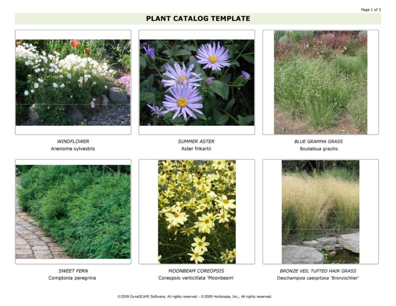 50 Free Catalog Templates (MS Word, Instant Download) ᐅ TemplateLab