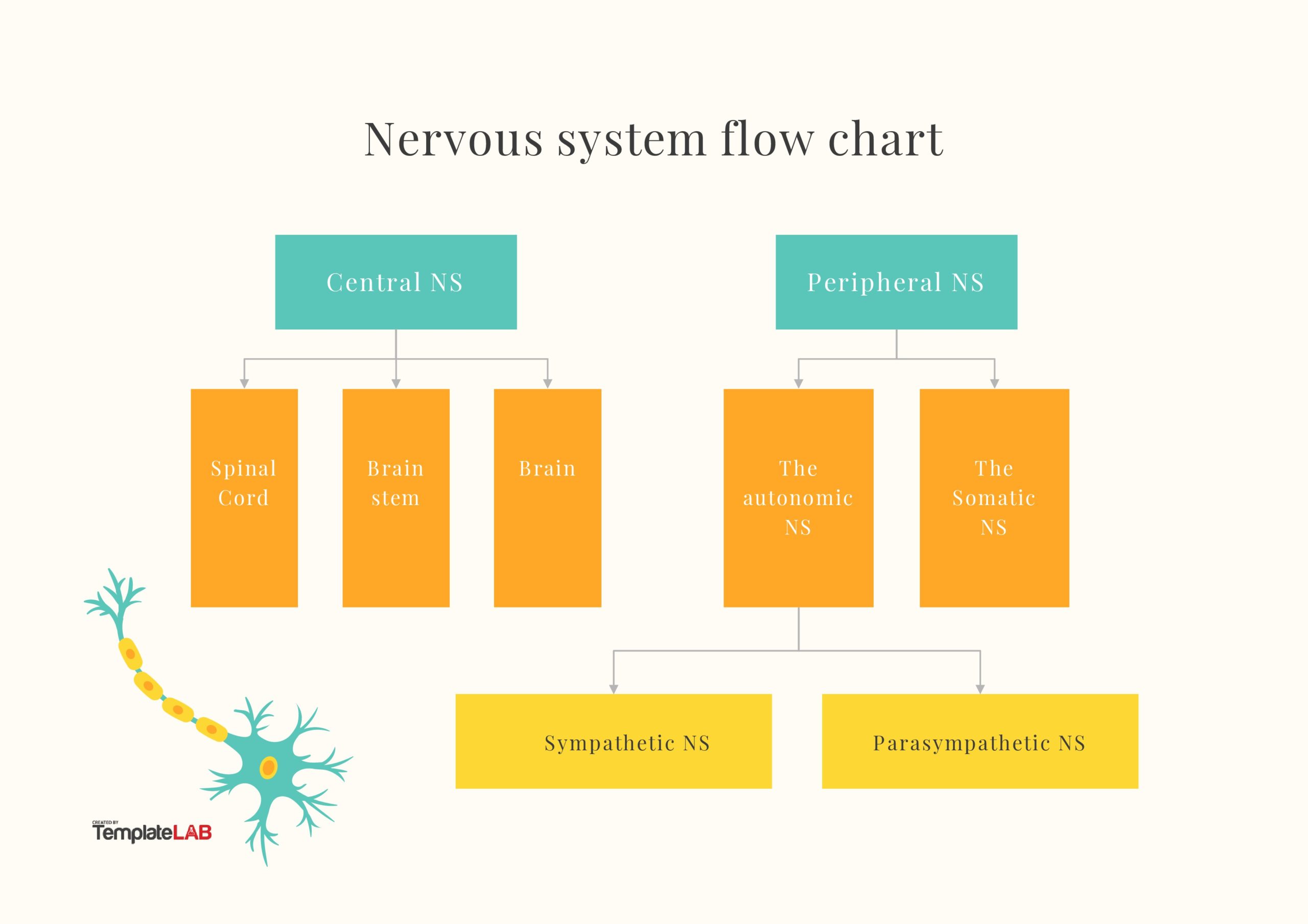 Free Nervous System Flow Chart